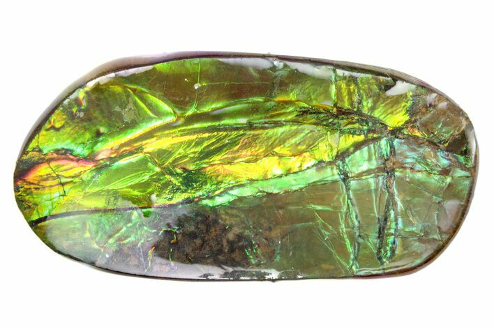Iridescent Ammolite (Fossil Ammonite Shell) - Alberta #357499